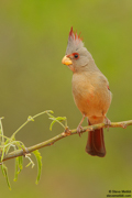 SONGBIRDS